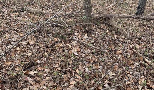 Photo #46 of DUDLEY MOUNTAIN RD, NORTH GARDEN, VA 13.5 acres