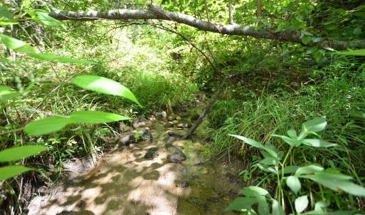 Photo #11 of DUDLEY MOUNTAIN RD, NORTH GARDEN, VA 13.5 acres