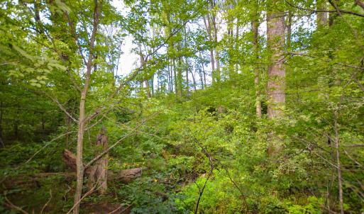 Photo #19 of DUDLEY MOUNTAIN RD, NORTH GARDEN, VA 13.5 acres