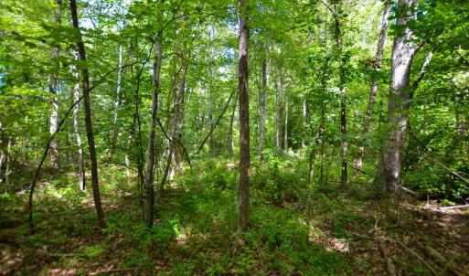 Photo #26 of DUDLEY MOUNTAIN RD, NORTH GARDEN, VA 13.5 acres