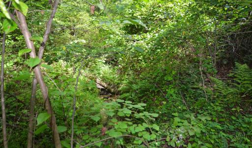 Photo #16 of DUDLEY MOUNTAIN RD, NORTH GARDEN, VA 13.5 acres
