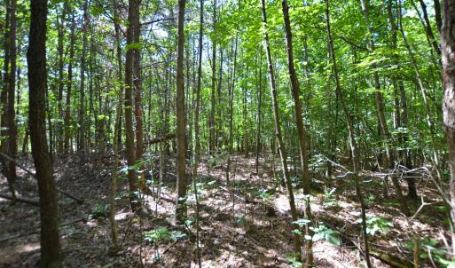 Photo #8 of DUDLEY MOUNTAIN RD, NORTH GARDEN, VA 13.5 acres