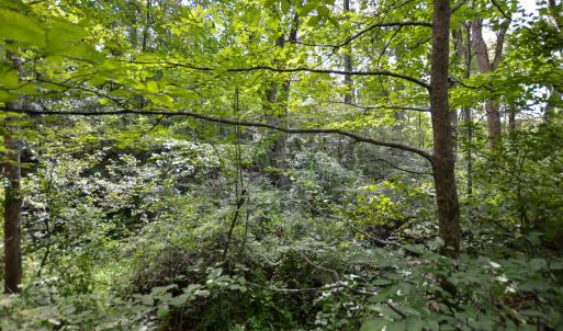 Photo #13 of DUDLEY MOUNTAIN RD, NORTH GARDEN, VA 13.5 acres
