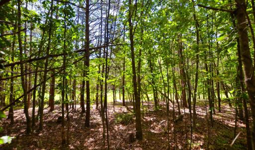 Photo #28 of DUDLEY MOUNTAIN RD, NORTH GARDEN, VA 13.5 acres