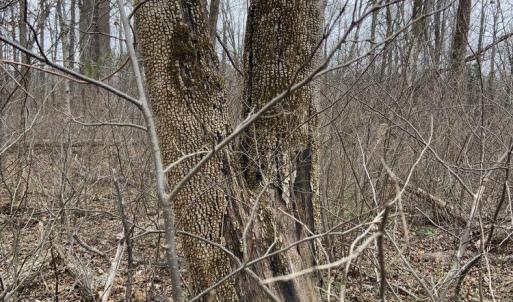 Photo #35 of DUDLEY MOUNTAIN RD, NORTH GARDEN, VA 13.5 acres