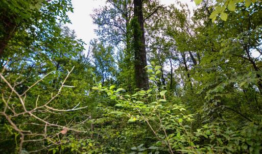 Photo #14 of DUDLEY MOUNTAIN RD, NORTH GARDEN, VA 13.5 acres