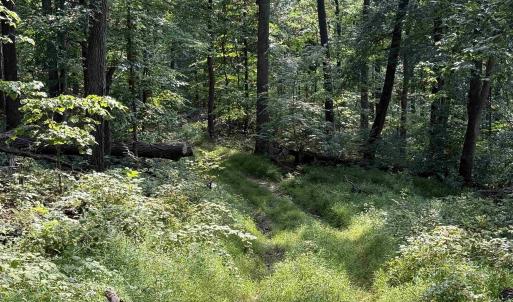 Photo #10 of 198 acres RUNIONS CREEK RD, BROADWAY, VA 198.5 acres