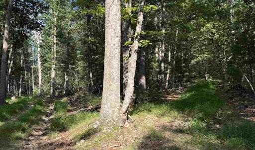 Photo #7 of 198 acres RUNIONS CREEK RD, BROADWAY, VA 198.5 acres