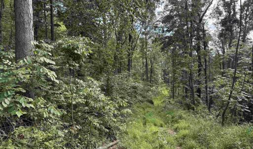 Photo #29 of 198 acres RUNIONS CREEK RD, BROADWAY, VA 198.5 acres