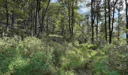 Photo #32 of 198 acres RUNIONS CREEK RD, BROADWAY, VA 198.5 acres