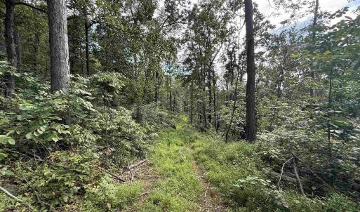 Photo #30 of 198 acres RUNIONS CREEK RD, BROADWAY, VA 198.5 acres