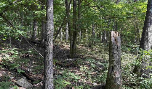 Photo #16 of 198 acres RUNIONS CREEK RD, BROADWAY, VA 198.5 acres