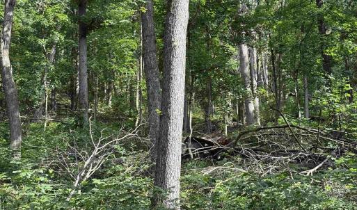 Photo #31 of 198 acres RUNIONS CREEK RD, BROADWAY, VA 198.5 acres