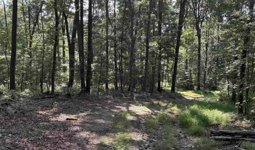 Photo #9 of 198 acres RUNIONS CREEK RD, BROADWAY, VA 198.5 acres
