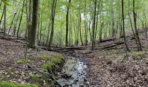 Photo #10 of 3047 WHIPPOORWILL RD, MADISON, VA 35.8 acres