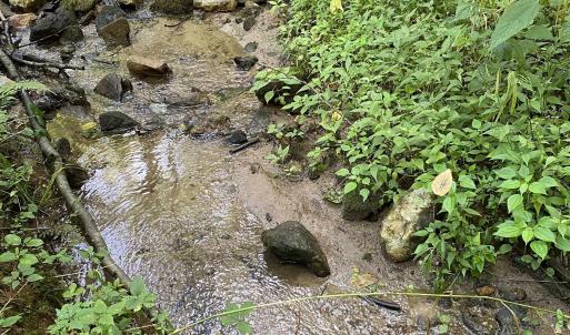 Photo #8 of 3047 WHIPPOORWILL RD, MADISON, VA 35.8 acres