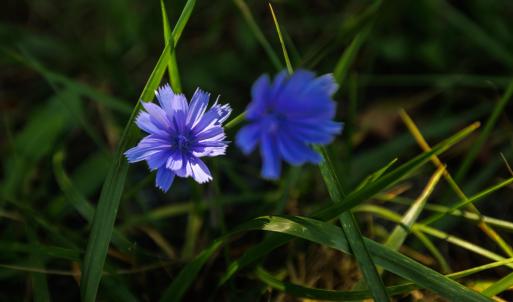 Photo #7 of 1.78 acres TRAYFOOT RD, GROTTOES, VA 1.8 acres