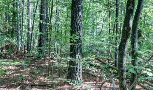 Photo #11 of LOT C LINK EVANS LN, EARLYSVILLE, VA 21.1 acres