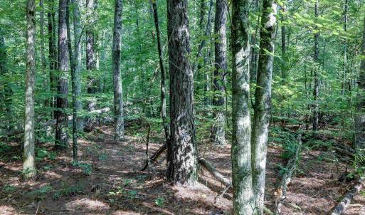 Photo #9 of LOT C LINK EVANS LN, EARLYSVILLE, VA 21.1 acres