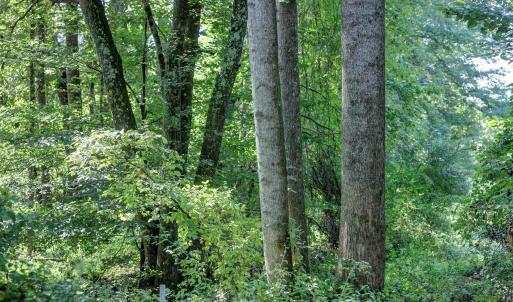 Photo #10 of LOT C LINK EVANS LN, EARLYSVILLE, VA 21.1 acres