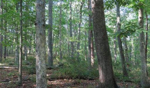 Photo #24 of MARGES MOUNTAIN LN, AMISSVILLE, VA 31.9 acres