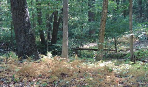 Photo #28 of MARGES MOUNTAIN LN, AMISSVILLE, VA 31.9 acres