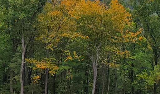 Photo #13 of 118 LEXINGTON CT, STANARDSVILLE, VA 19.4 acres