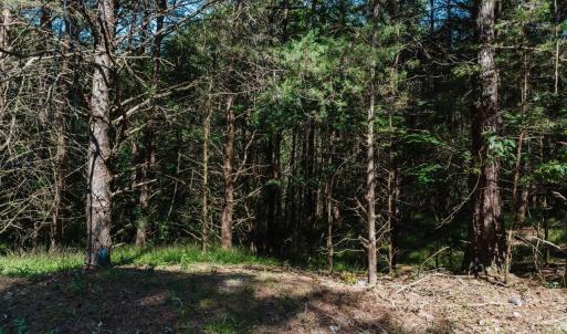 Photo #13 of TBD RIVERVIEW DR, LURAY, VA 1.5 acres