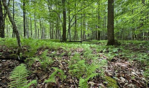 Photo #10 of TBD STAREY DRAFT LN, WEST AUGUSTA, VA 7.2 acres