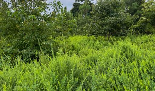 Photo #21 of TBA OLD GREEN MOUNTAIN RD, ESMONT, VA 57.7 acres