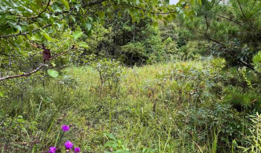 Photo #17 of TBA OLD GREEN MOUNTAIN RD, ESMONT, VA 57.7 acres