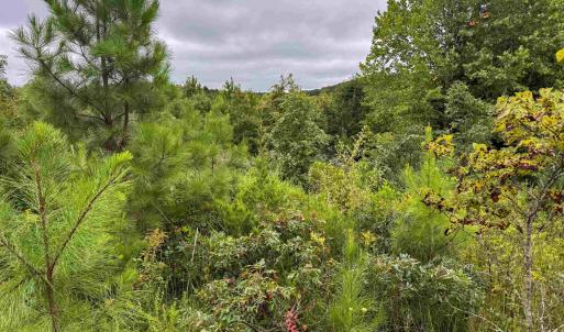 Photo #16 of TBA OLD GREEN MOUNTAIN RD, ESMONT, VA 57.7 acres