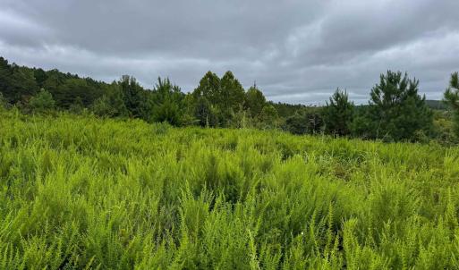 Photo #9 of TBA OLD GREEN MOUNTAIN RD, ESMONT, VA 57.7 acres