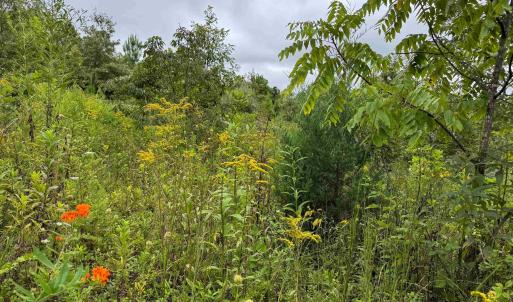 Photo #18 of TBA OLD GREEN MOUNTAIN RD, ESMONT, VA 57.7 acres