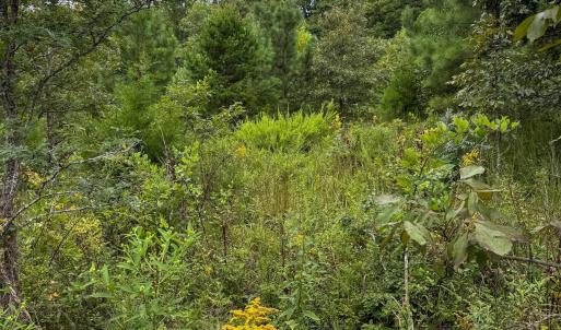 Photo #32 of TBA OLD GREEN MOUNTAIN RD, ESMONT, VA 57.7 acres