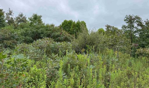 Photo #20 of TBA OLD GREEN MOUNTAIN RD, ESMONT, VA 57.7 acres