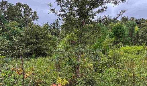 Photo #19 of TBA OLD GREEN MOUNTAIN RD, ESMONT, VA 57.7 acres