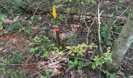 Photo #6 of TM 23-5A MITCHELL MOUNTAIN RD, HAYWOOD, VA 39.2 acres