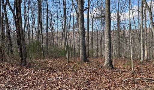 Photo #17 of TM 23-5A MITCHELL MOUNTAIN RD, HAYWOOD, VA 39.2 acres
