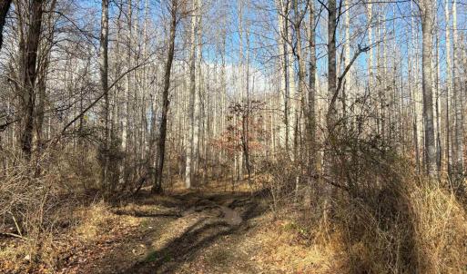 Photo #13 of TM 23-5A MITCHELL MOUNTAIN RD, HAYWOOD, VA 39.2 acres