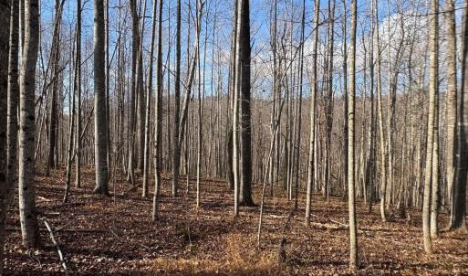 Photo #16 of TM 23-5A MITCHELL MOUNTAIN RD, HAYWOOD, VA 39.2 acres