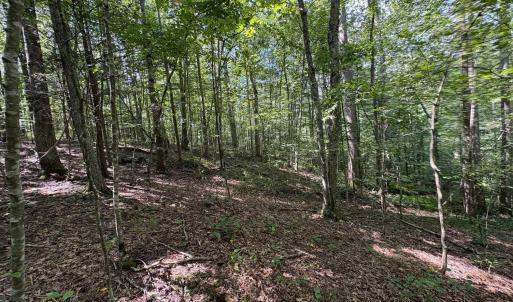 Photo #7 of TM 23-5A MITCHELL MOUNTAIN RD, HAYWOOD, VA 39.2 acres