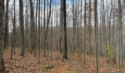 Photo #1 of TM 23-5A MITCHELL MOUNTAIN RD, HAYWOOD, VA 39.2 acres