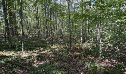 Photo #2 of TM 23-5A MITCHELL MOUNTAIN RD, HAYWOOD, VA 39.2 acres
