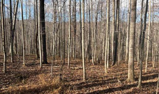 Photo #14 of TM 23-5A MITCHELL MOUNTAIN RD, HAYWOOD, VA 39.2 acres