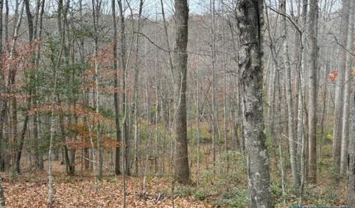 Photo #9 of TM 23-5A MITCHELL MOUNTAIN RD, HAYWOOD, VA 39.2 acres