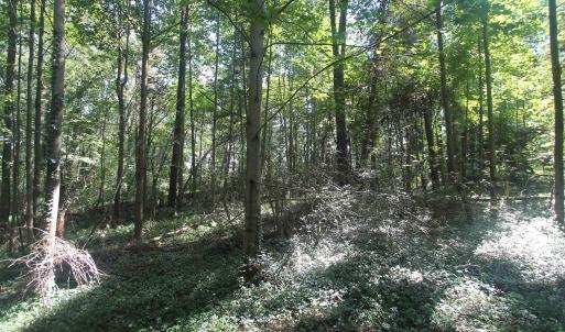 Photo #8 of SEMINOLE TRL, ROCHELLE, VA 4.7 acres