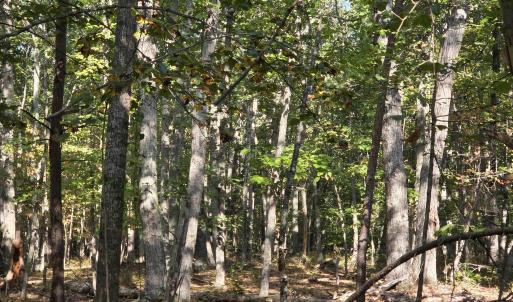 Photo #5 of 388 MAHANES RD, GORDONSVILLE, VA 17.3 acres