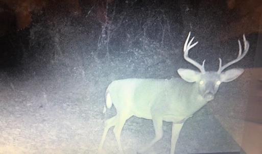 Photo #10 of ROCKY BRANCH RD, LURAY, VA 71.0 acres