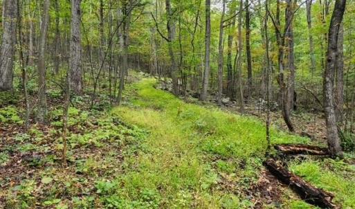 Photo #4 of ROCKY BRANCH RD, LURAY, VA 71.0 acres